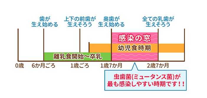 生えたての歯は特に注意が必要です！